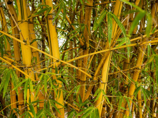 bamboo shoots