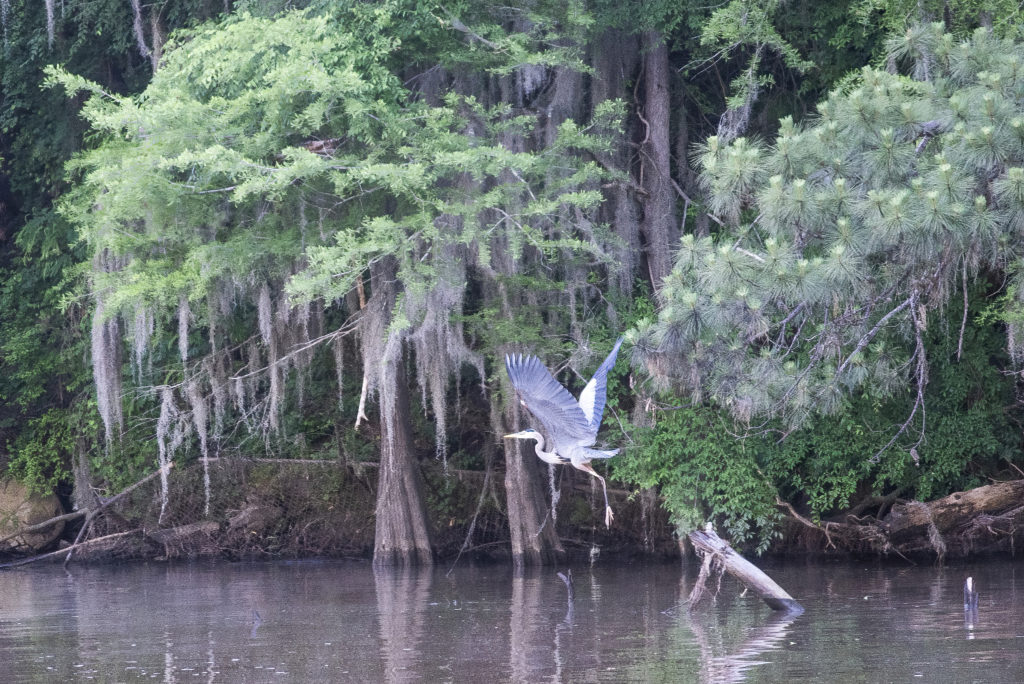 blue heron flight