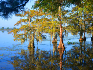 cypress trees in lake