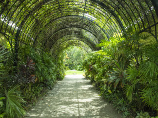 green canopy walkway