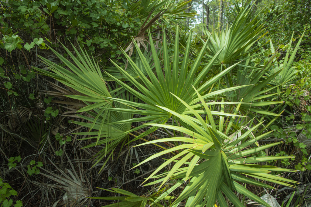 palmetto bush