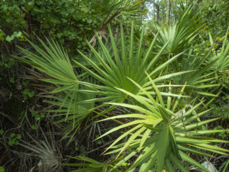 palmetto bush