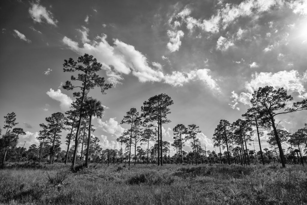 pine trees in black and white