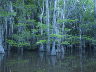 cypress trees in water