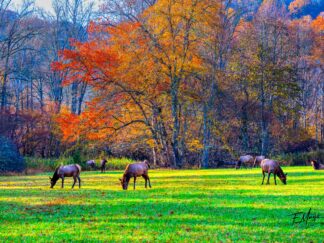 elk in field Great Smoky Mountains