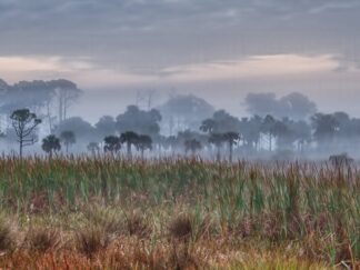 foggy dawn in Florida